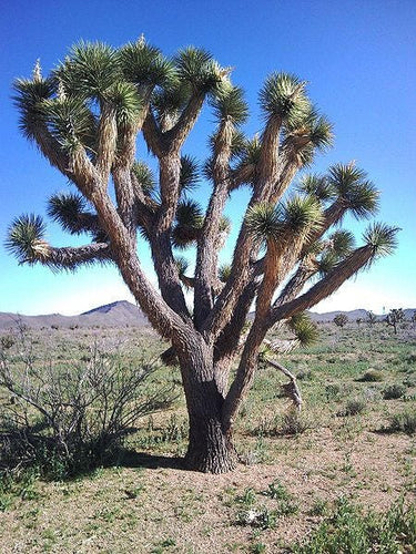 5 JOSHUA TREE Palm Tree Yucca Brevifolia White Flowers Cactus Succulent Seeds